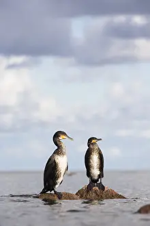 Phalacrocorax: Two Great Cormorants (Phalacrocorax carbo) rest