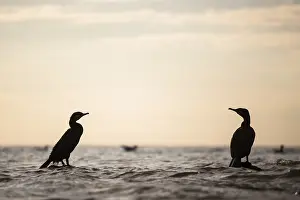 Klaipeda: Two Great Cormorants (Phalacrocorax carbo) rest