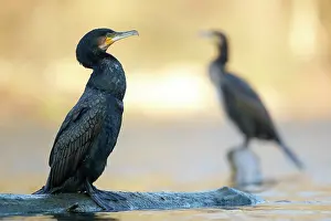 Rive: Great cormorants (Phalacrocorax carbo) resting on