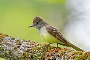 Crinitus: Great-crested Flycatcher