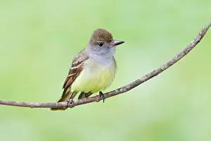 Crinitus: Great-crested Flycatcher