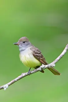 Crinitus: Great-crested Flycatcher