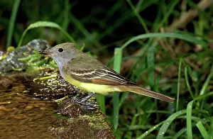 Myiarchus: Great-crested Flycatcher