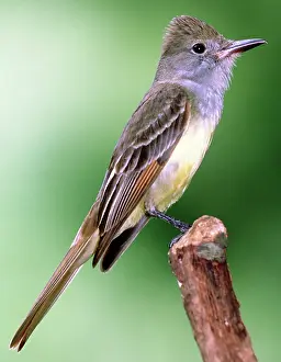 Tyrant: Great Crested Flycatcher