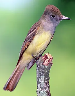 Tyrant: Great Crested Flycatcher