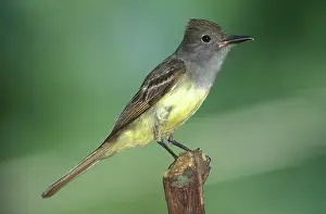 Myiarchus: Great-crested Flycatcher