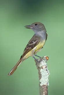 Tyrant: Great Crested Flycatcher (Myiarchus crinitus)