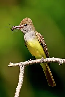 Myiarchus: Great Crested Flycatcher Myiarchus crinitus