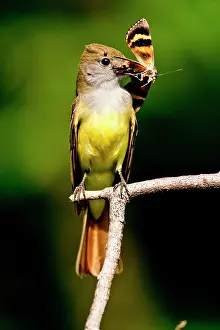 Myiarchus: Great Crested Flycatcher Myiarchus crinitus