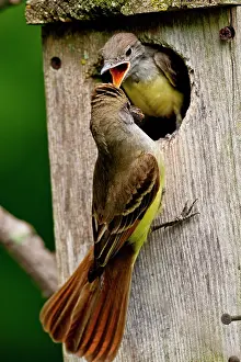 Myiarchus: Great Crested Flycatcher Myiarchus crinitus