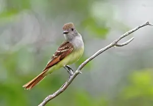 Crinitus: Great-crested Flycatcher - spring