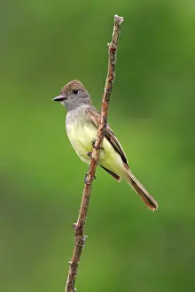 Crinitus: Great-crested Flycatcher - spring