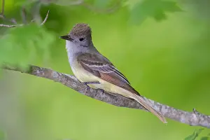 150617: Great-crested Flycatcherin Spring