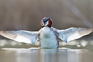 Oever: Great Crested Grebe