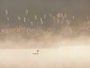 Stover: Great Crested Grebe