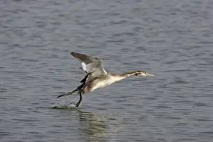 Podicipedidae: Great Crested Grebe