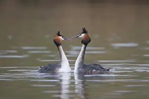 Oever: Great Crested Grebe