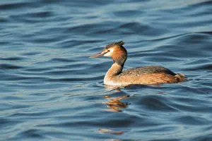 Starrevaart: Great Crested Grebe