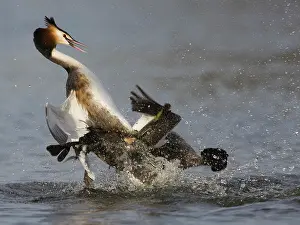 Oever: Great Crested Grebe