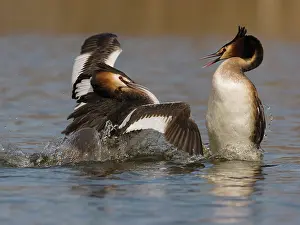 Oever: Great Crested Grebe