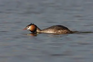 Oever: Great Crested Grebe