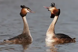 Oever: Great Crested Grebe