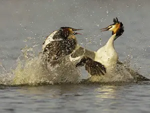 Oever: Great Crested Grebe
