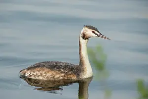 Drifting: Great Crested Grebe