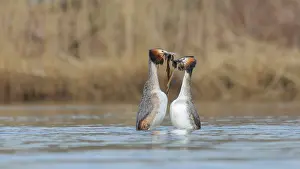 Oever: Great Crested Grebe