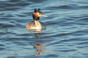 Drifting: Great Crested Grebe