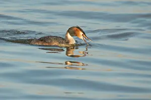 Picking: Great Crested Grebe