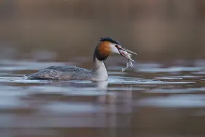 Oever: Great Crested Grebe