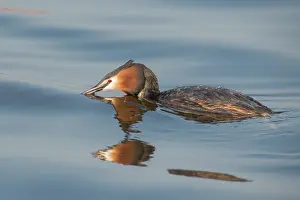 Drifting: Great Crested Grebe