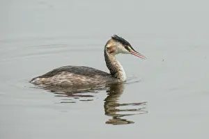 Starrevaart: Great Crested Grebe