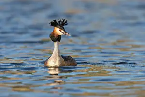 Champ: Great Crested Grebe
