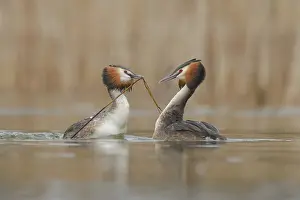 Oever: Great Crested Grebe