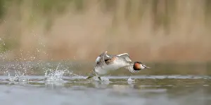 Oever: Great Crested Grebe