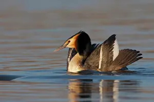 Oever: Great Crested Grebe