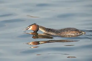 Threaten: Great Crested Grebe