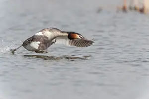 Robbenoordbos: Great Crested Grebe