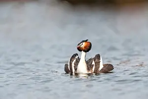 Admiral: Great Crested Grebe