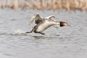 Oever: Great Crested Grebe