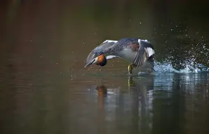 Haagse: Great Crested Grebe