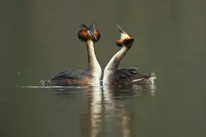 Haagse: Great Crested Grebe