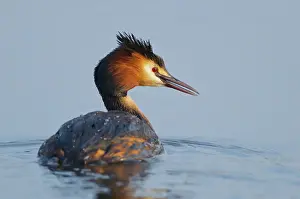 Ditch: Great Crested Grebe