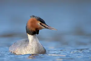 Haagse: Great Crested Grebe