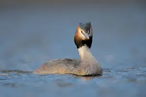 Haagse: Great Crested Grebe