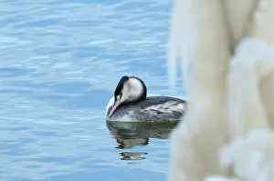 Ketelmeer: Great Crested Grebe