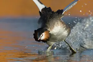 Oever: Great Crested Grebe