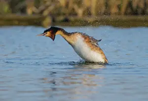 Ditch: Great Crested Grebe